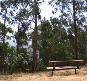 Albany Hill Bench