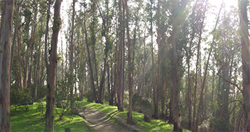 Albany Hill Park