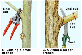 pruning