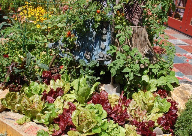 Healthy Edible Garden